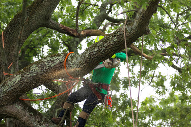 Best Palm Tree Trimming  in East Dublin, GA