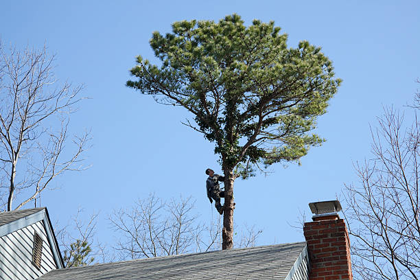 How Our Tree Care Process Works  in  East Dublin, GA