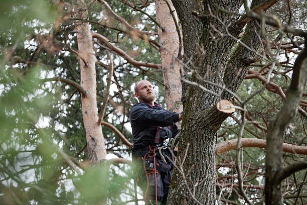 Professional Tree Services in East Dublin, GA